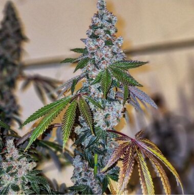 Ethos Genetics Cherry Pie OG S1 - 5 feminisierte Samen