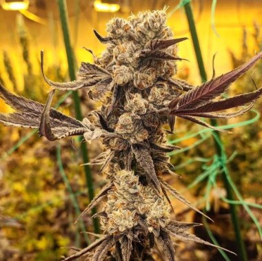 Ethos Genetics Dip N Stax RBX1 - 5 feminisierte Samen