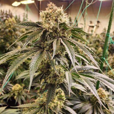Ethos Genetics Dirty Banana Gen 1 - 5 feminisierte Samen