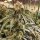 Ethos Genetics Dirty Banana Gen 1 - 5 feminisierte Samen