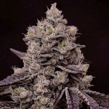 Ethos Genetics Fanta Sea RBX - 5 feminisierte Samen