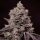 Ethos Genetics Fanta Sea RBX - 5 feminisierte Samen