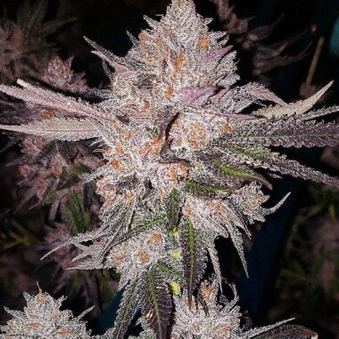 Ethos Genetics OG Kush AUTO - 6 Automatische Samen