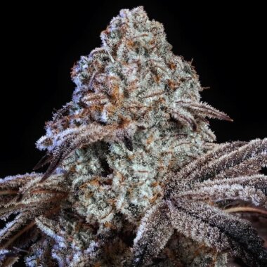 Ethos Genetics Psy-Op R1 - 5 feminisierte Samen