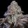Ethos Genetics Psy-Op R1 - 5 feminisierte Samen