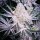 Ethos Genetics Purple Sunset RBX2 - 5 feminisierte Samen