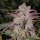 Ethos Genetics Purple Thai RBX1  AUTO - 6 Automatische Samen
