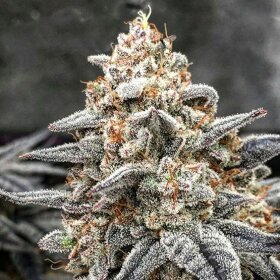 Ethos Genetics White Wedding RBX - 5 feminisierte Samen