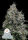 Anesia Seeds Core Damage - 3 feminisierte Samen