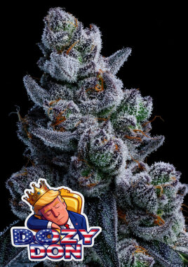 Anesia Seeds Dozy Don - 3 feminisierte Samen