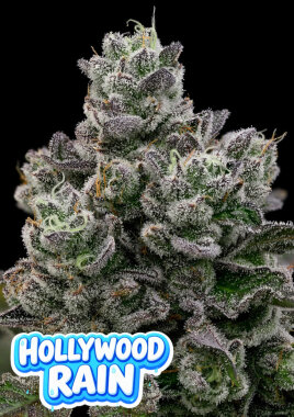 Anesia Seeds Hollywood Rain - 3 feminisierte Samen
