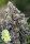 Anesia Seeds Pistachio Snow Cream - 3 feminisierte Samen