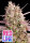 Anesia Seeds Red Line - 3 feminisierte Samen