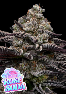 Anesia Seeds Rose Soda - 3 feminisierte Samen