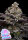 Anesia Seeds Rose Soda - 3 feminisierte Samen