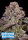 Anesia Seeds Hollywood Rain AUTO - 3 autoflowering Samen