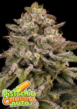 Anesia Seeds Pistachio Churro AUTO - 3 autoflowering Samen