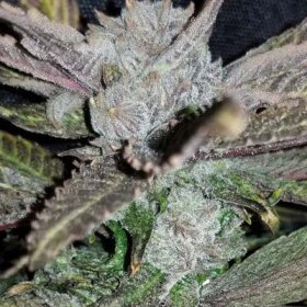 In House Genetics Black Cherry Punch - 3 feminisierte Samen
