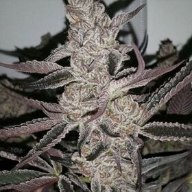 In House Genetics Crystal Cookies V2 - 3 feminisierte Samen