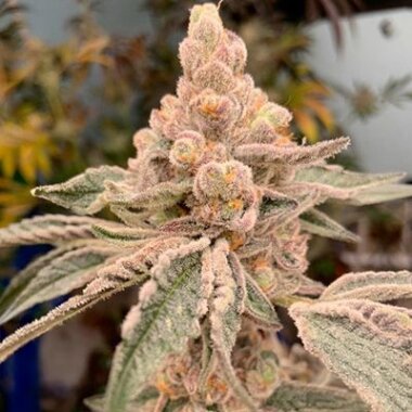 In House Genetics Dream Candy - 3 feminisierte Samen