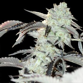 In House Genetics Frozen Gelato - 3 feminisierte Samen