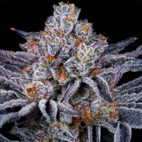 In House Genetics Platinum Kush Breath - 3 feminisierte...