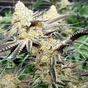 In House Genetics Platinum Scout V2 - 3 feminisierte Samen