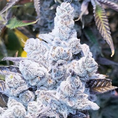 In House Genetics Slurricane #7 S1 - 3 feminisierte Samen