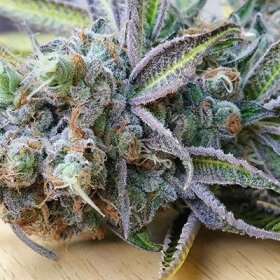 In House Genetics Slurricane - 3 feminisierte Samen