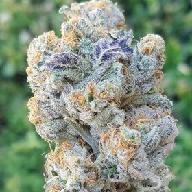 In House Genetics Slurricane - 3 feminisierte Samen