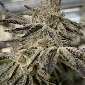 In House Genetics Slurricane IX - 3 feminisierte Samen
