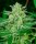 Atlas Seeds Blue Dream FAST - 5+3 feminisierte Samen