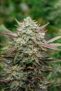 Atlas Seeds Face Fat AUTO - 5+3 feminisierte Samen