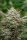 Atlas Seeds Face Fat AUTO - 5+3 feminisierte Samen