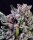 Atlas Seeds Gelato 41 - 5+3 feminisierte Samen