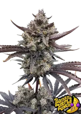 Fast Buds Banana Purple Punch AUTO RF3 - 3 autoflowering Samen