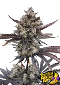 Fast Buds Banana Purple Punch AUTO RF3 - 3 autoflowering...