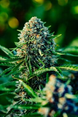 Atlas Seeds Gummibears AUTO - 5+3 feminisierte Samen
