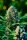 Atlas Seeds Gummibears AUTO - 5+3 feminisierte Samen