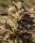 Atlas Seeds La Jefa FAST - 5+3 feminisierte Samen
