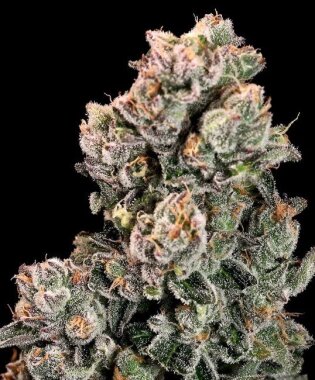 Atlas Seeds Slurpicane FAST - 5+3 feminisierte Samen