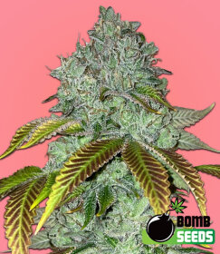 Bomb Seeds Permanent Marker Bomb  - 5 feminisierte Samen