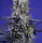 Sweet Seeds Super Boof XL AUTO - 3+1 feminisierte Samen