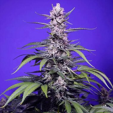 Sweet Seeds Permanent Marker XL AUTO - 3+1 feminisierte...