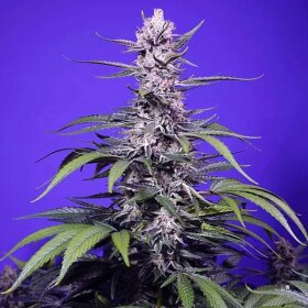Sweet Seeds Permanent Marker XL AUTO - 3+1 feminisierte Samen
