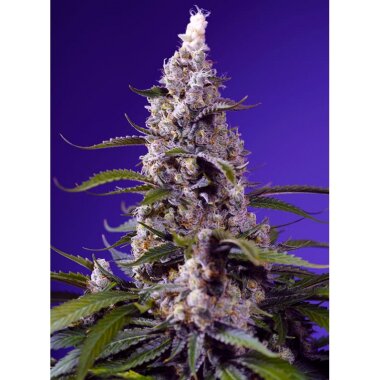 Sweet Seeds Banana Cream Cake XL AUTO - 3+1 feminisierte...