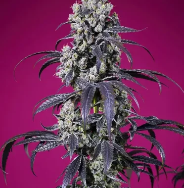 Sweet Seeds Tropicanna Cherry XL AUTO - 3+1 feminisierte...
