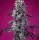 Sweet Seeds Tropicanna Cherry XL AUTO - 3+1 feminisierte Samen