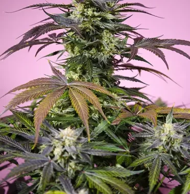 Sweet Seeds Gelonade - 3+1 feminisierte Samen