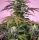 Sweet Seeds Gelonade - 3+1 feminisierte Samen